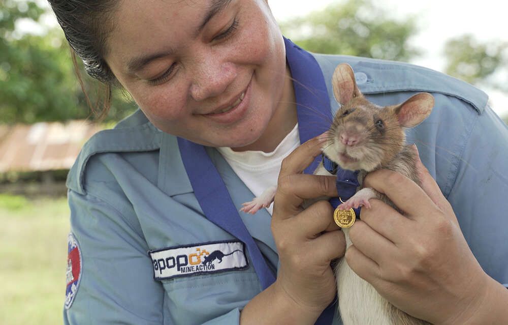 tikus pahlawan