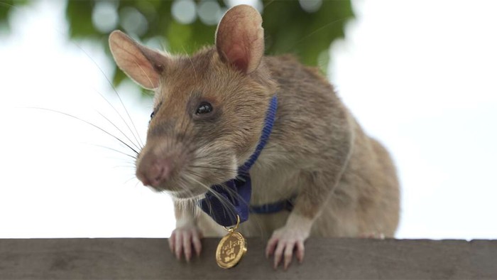 tikus pahlawan