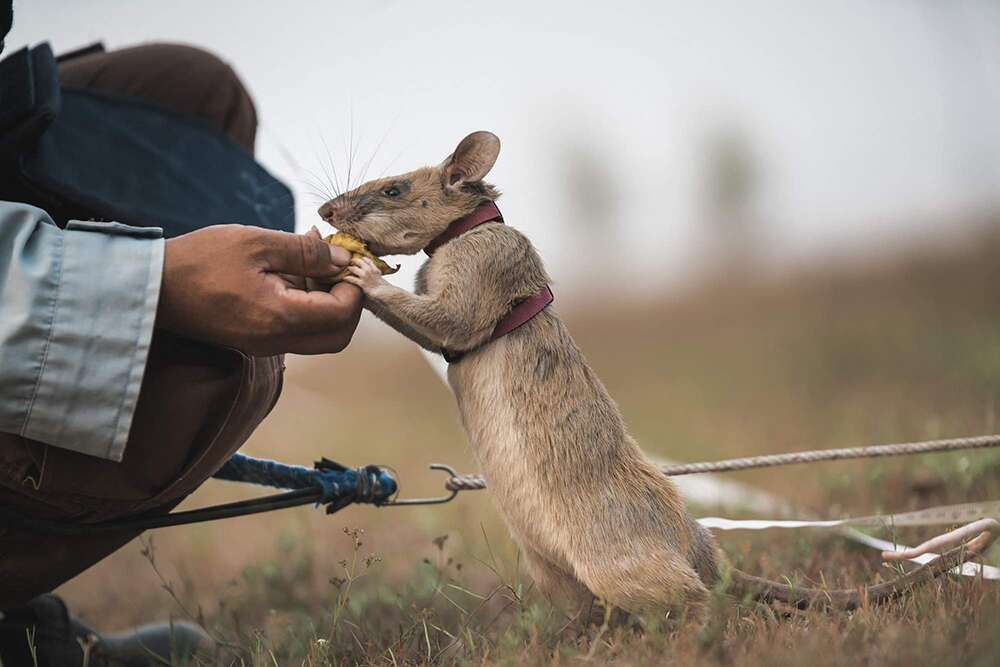 tikus pahlawan