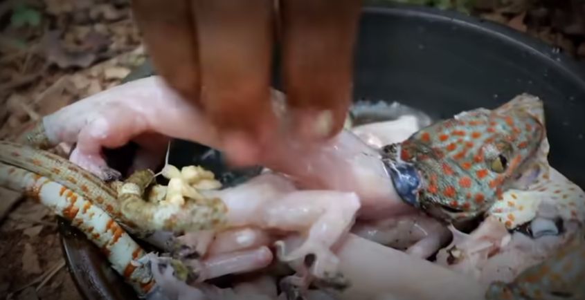 Wow! YouTuber Ini Mukbang Tokek di Tengah Hutan untuk Obati Gatal