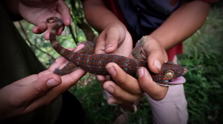 Wow! YouTuber Ini Mukbang Tokek di Tengah Hutan untuk Obati Gatal