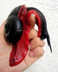 Hewan hasil evolusi