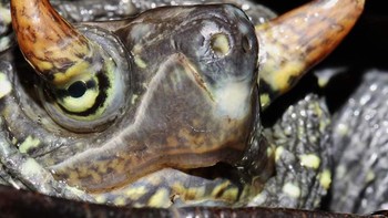 Kura-kura kolam cina ini memiliki sepasang tanduk yang tumbuh di luar matanya. Foto: doc Bright Side