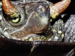 Karena Evolusi Penampilan Hewan Ini Mencengangkan