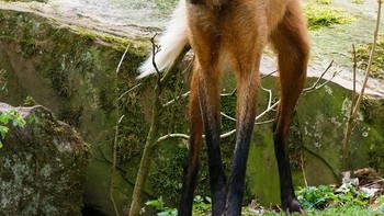 Ini adalah anjing liar yang menyerupai serigala dan rubah. Foto: doc Bright Side