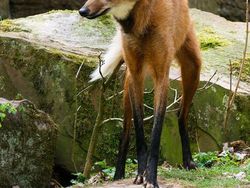 Karena Evolusi Penampilan Hewan Ini Mencengangkan