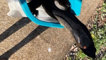 Ini adalah kura-kura timur berleher panjang. Dia karnivora dan menggunakan lehernya yang fleksibel untuk berburu. Foto: doc Bright Side