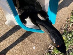 Karena Evolusi Penampilan Hewan Ini Mencengangkan