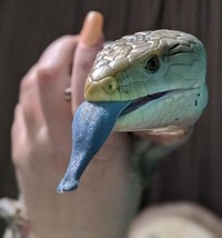 Hewan hasil evolusi