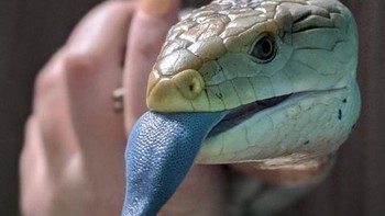 Kadal berlidah biru menunjukkan lidahnya sebagai peringatan gertakan kepada musuh. Foto: doc Bright Side