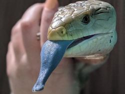 Karena Evolusi Penampilan Hewan Ini Mencengangkan