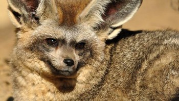 Ini adalah rubah bertelinga kelelawar. Foto: doc Bright Side