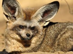 Karena Evolusi Penampilan Hewan Ini Mencengangkan