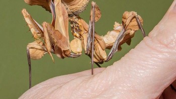 Belalang sembah iblis meniru tanaman sebagai mekanisme pertahanan dan strategi berburu. Foto: doc Bright Side