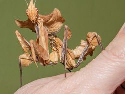 Karena Evolusi Penampilan Hewan Ini Mencengangkan