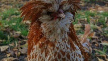 Ayam jambul Polandia Foto: doc Bright Side