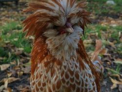 Karena Evolusi Penampilan Hewan Ini Mencengangkan