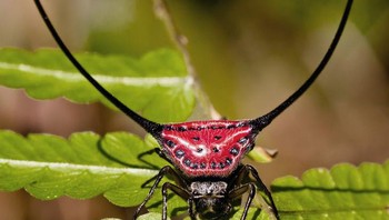 Laba- laba orb-weaver bertanduk panjang. Foto: doc Bright Side