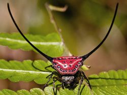 Karena Evolusi Penampilan Hewan Ini Mencengangkan