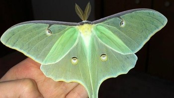 Ngengat Luna tidak makan, hidup sekitar seminggu, kawin, lalu binasa. Foto: doc Bright Side