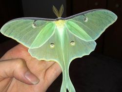 Karena Evolusi Penampilan Hewan Ini Mencengangkan