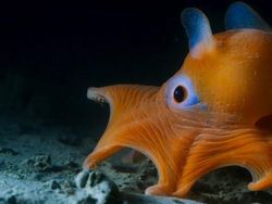 Karena Evolusi Penampilan Hewan Ini Mencengangkan