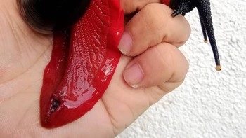 Siput api awalnya berwarna kusam dan cokelat, tetapi warnanya bertambah seiring bertambahnya usia Foto: doc maxs6461 