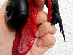 Karena Evolusi Penampilan Hewan Ini Mencengangkan