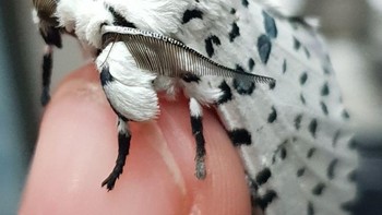 Ngengat macan tutul raksasa Foto: doc Bright Side