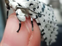 Karena Evolusi Penampilan Hewan Ini Mencengangkan