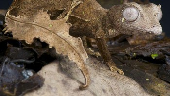 Tokek ekor daun setan, Foto: doc Bright Side