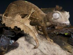 Karena Evolusi Penampilan Hewan Ini Mencengangkan