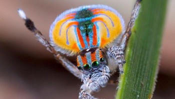 Seekor laba - laba merak dengan foto dirinya di perutnya Foto: doc Bright Side