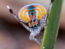 Karena Evolusi Penampilan Hewan Ini Mencengangkan