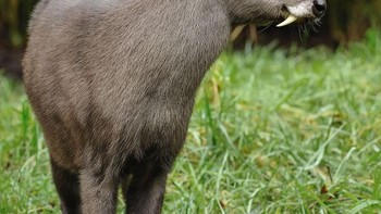 Rusa berumbai hampir tidak memiliki tanduk, tetapi punya taring layaknya vampir! Foto: doc Bright Side