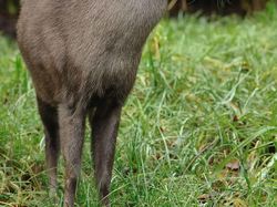 Karena Evolusi Penampilan Hewan Ini Mencengangkan