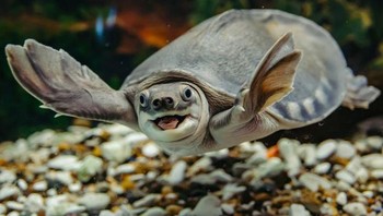 Kura-kura hidung babi Foto: doc Bright Side