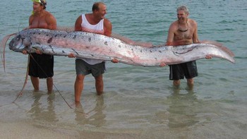 Seekor oarfish raksasa, ikan bertulang terpanjang dengan ukuran 56 kaki Foto: doc Bright Side