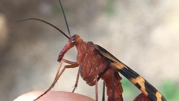 Lalat kalajengking sebenarnya tidak berbahaya karena menggunakan sengatnya hanya untuk kawin. Foto: doc Bright Side