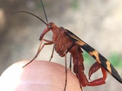 Karena Evolusi Penampilan Hewan Ini Mencengangkan