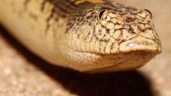 Boa pasir Arab Foto: doc Bright Side