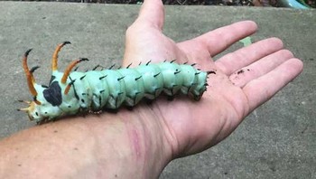 Hickory Horned Devil adalah salah satu ulat yang terbesar di dunia. Ukurannya seperti sebuah hot dog. Foto: doc Bright Side