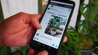 Jualan Online Tanaman Hias - Bandung