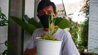 Jualan Online Tanaman Hias - Bandung