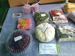 Aneka Peluang Usaha Berkebun Dibantu Teknologi Digital