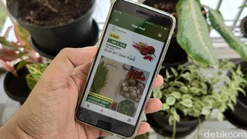 Ahmad menerapkan prinsip berkebun digital. Dia dan temannya membuat aplikasi Super Fresh - Dijamin Fresh dan tersedia di Google Play. Ahmad juga mempromosikan sayurnya lewat Instagram dengan akun Superfreshcom. (Fitraya Ramadhanny/detikcom)