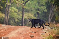 Macan Tutul Hitam Langka