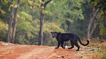 Saat kamu melihatnya dengan mata terbuka, kamu tidak akan melihat satu pun bintik, yang terlihat benar-benar hitam, kata Anurag. Foto: doc Caters/Anurag Gawande via Sina Mobile