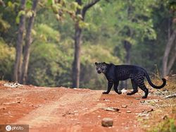 Penampakan Macan Tutul Hitam yang Sangat Langka