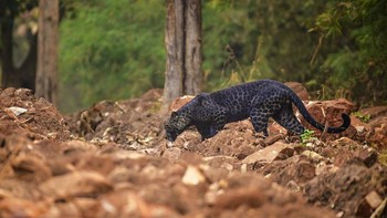 Anurag mengaku terkesima saat melihat macan tutul hitam muncul dari semak-semak di Taman Nasional Tadoba, India.Foto: doc Caters/Anurag Gawande via Sina Mobile